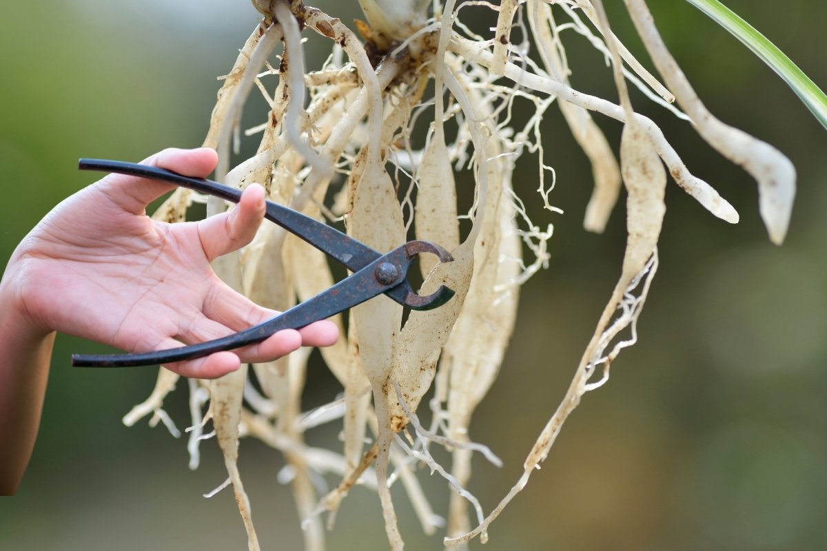 How To Clean Indoor Plant Roots at Dennis Dixon blog