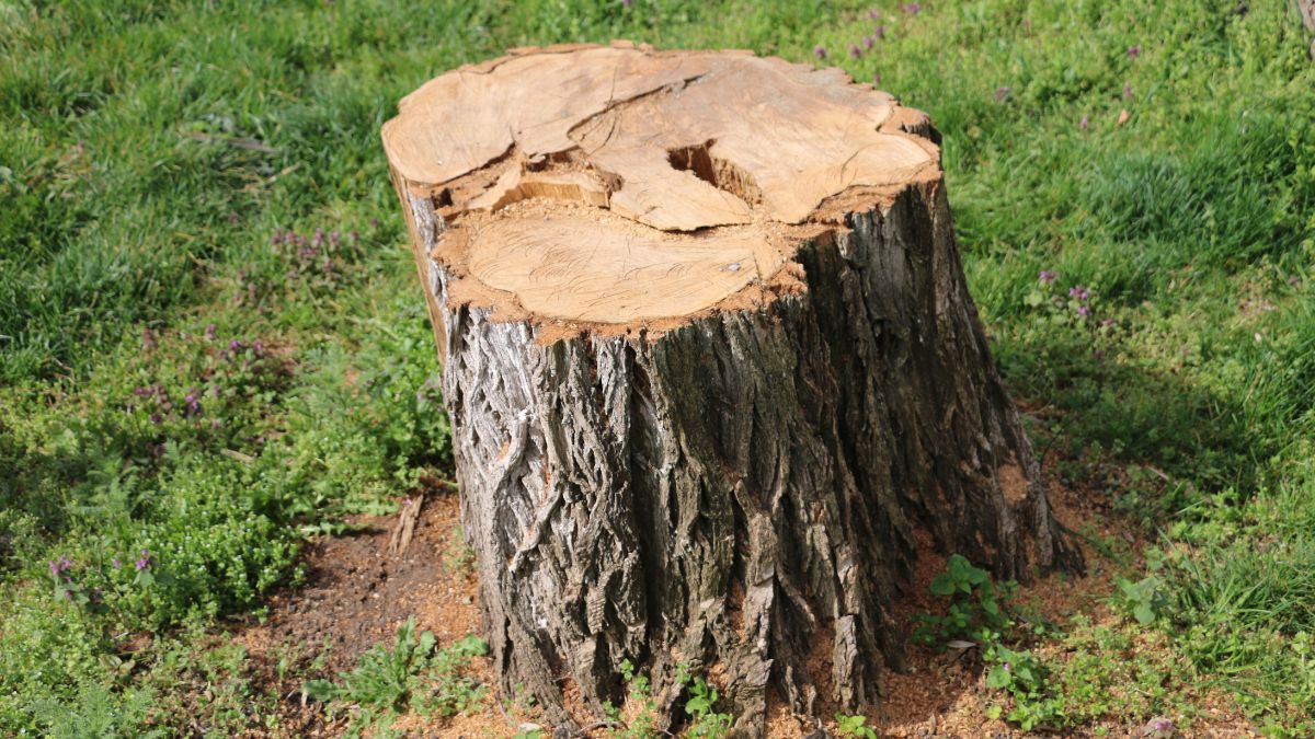 Killing Tree Stumps With Bleach Does It Work? Gardening Dream