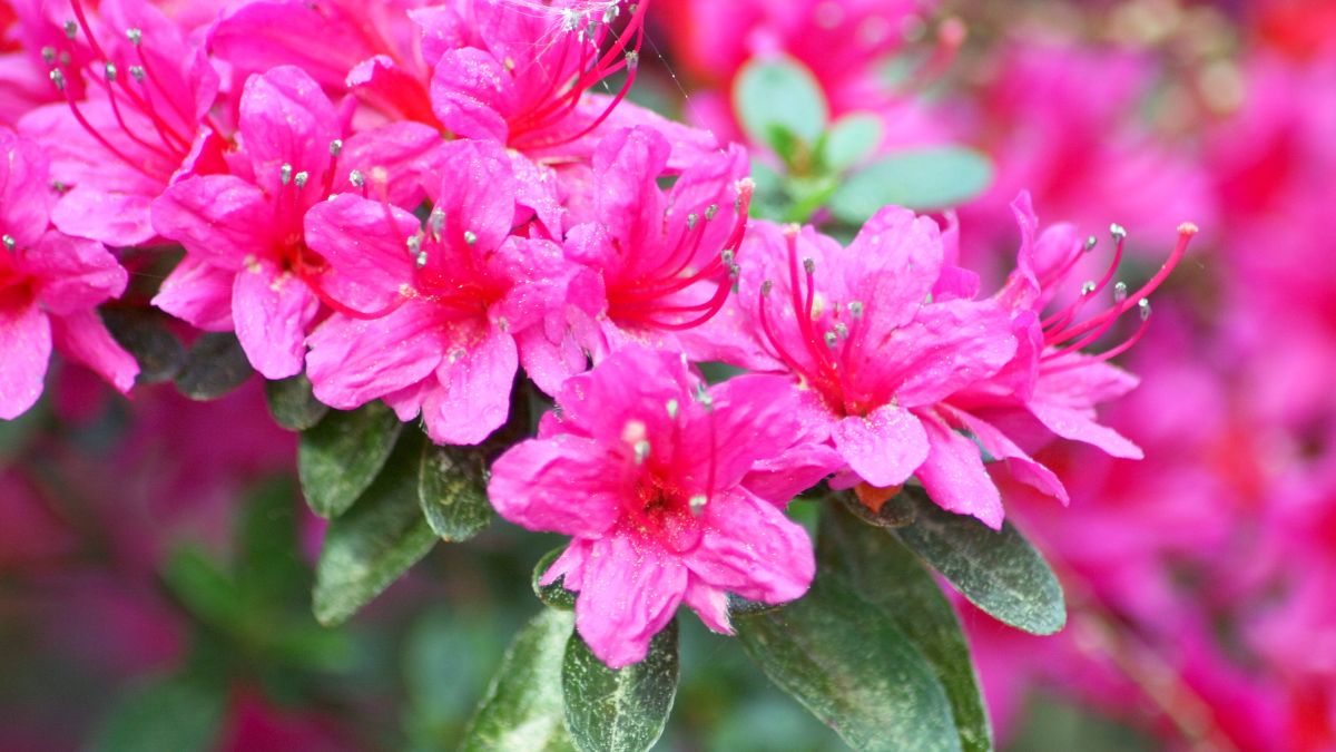 When To Fertilize Rhododendron The Best Time To Do It! Gardening Dream
