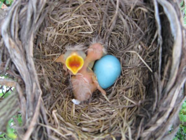 Baby Robin Photo Diary Backyard Gardening Blog