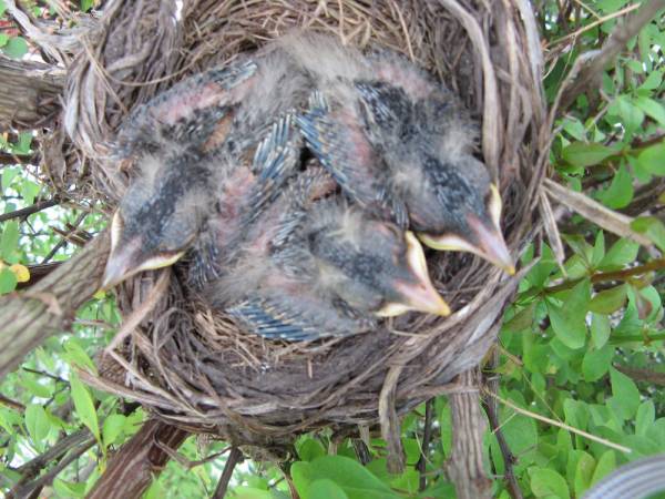 Baby Robin Photo Diary Backyard Gardening Blog