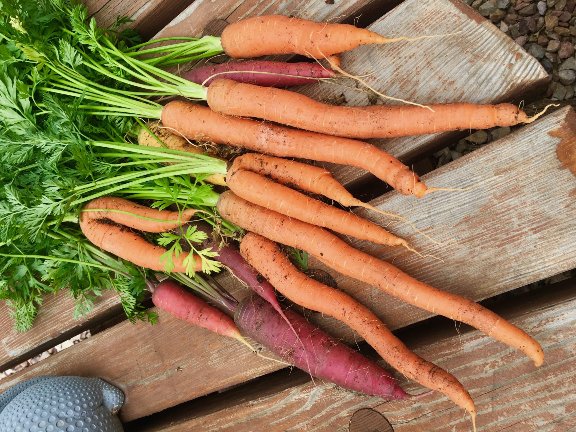 How to Grow Carrots Gardening in the Desert