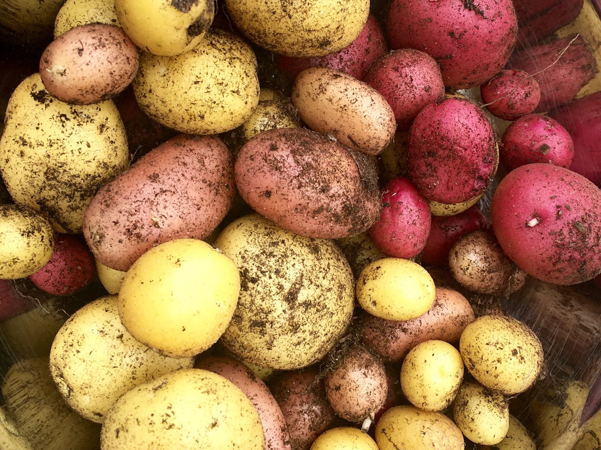 How to Grow Potatoes in the Desert Gardening in the Desert