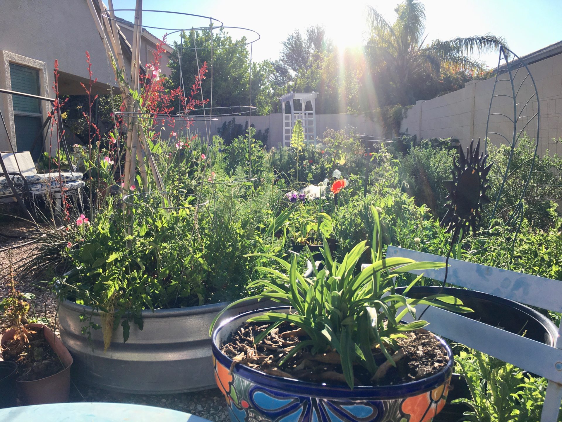 6 Tips For Container Gardening In The Desert Gardening in the Desert