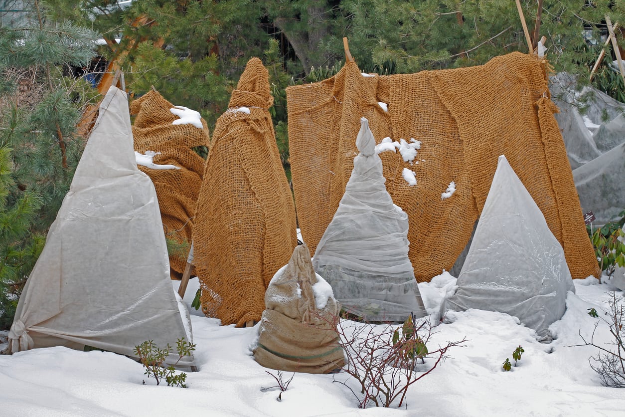 Burlap Plant Protection Tips On Covering Plants With Burlap