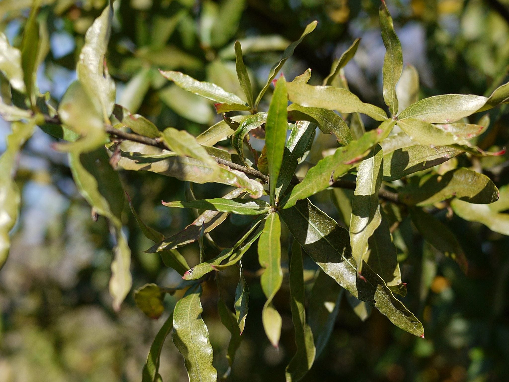 Types Of Oak Trees Learn About Different Oak Tree Varieties