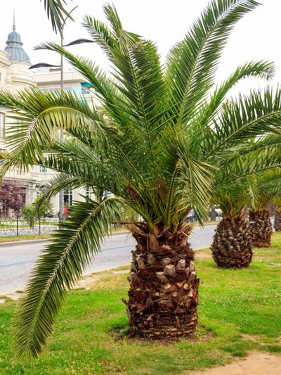 Items 1 to 15 of 38 total. Small Palm Trees Learn About Different Types Of Miniature Palm Trees