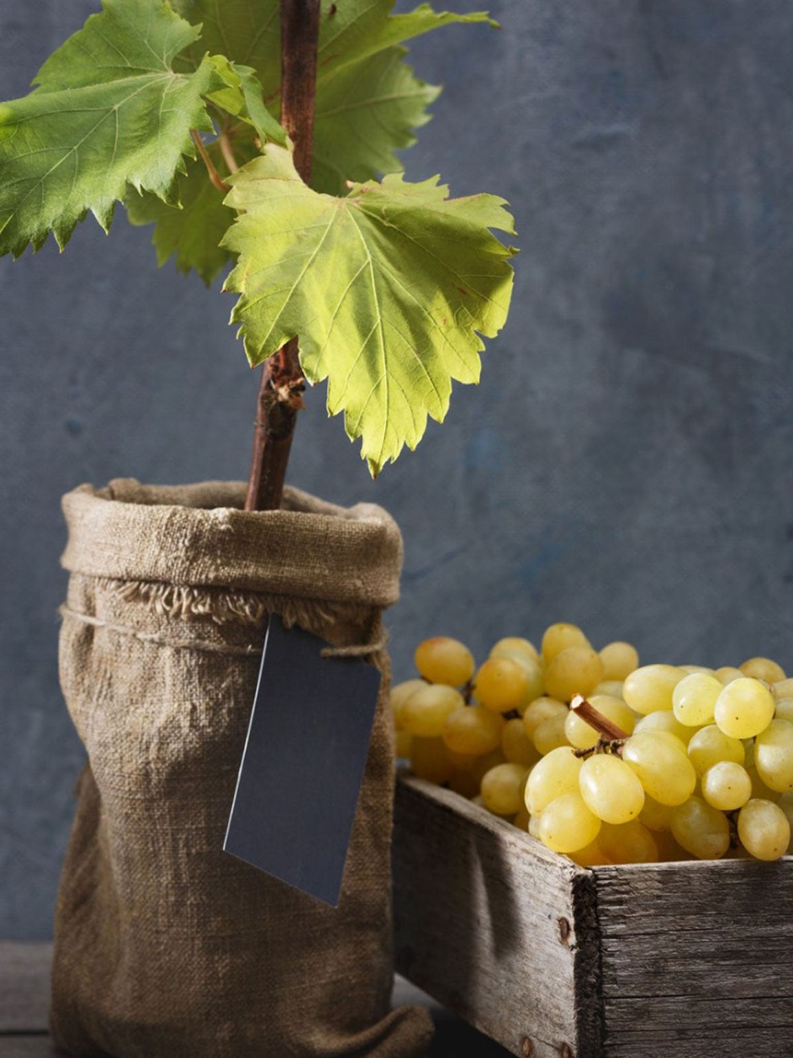 Can Grapes Be Grown In Containers How To Grow Grapes In A Container