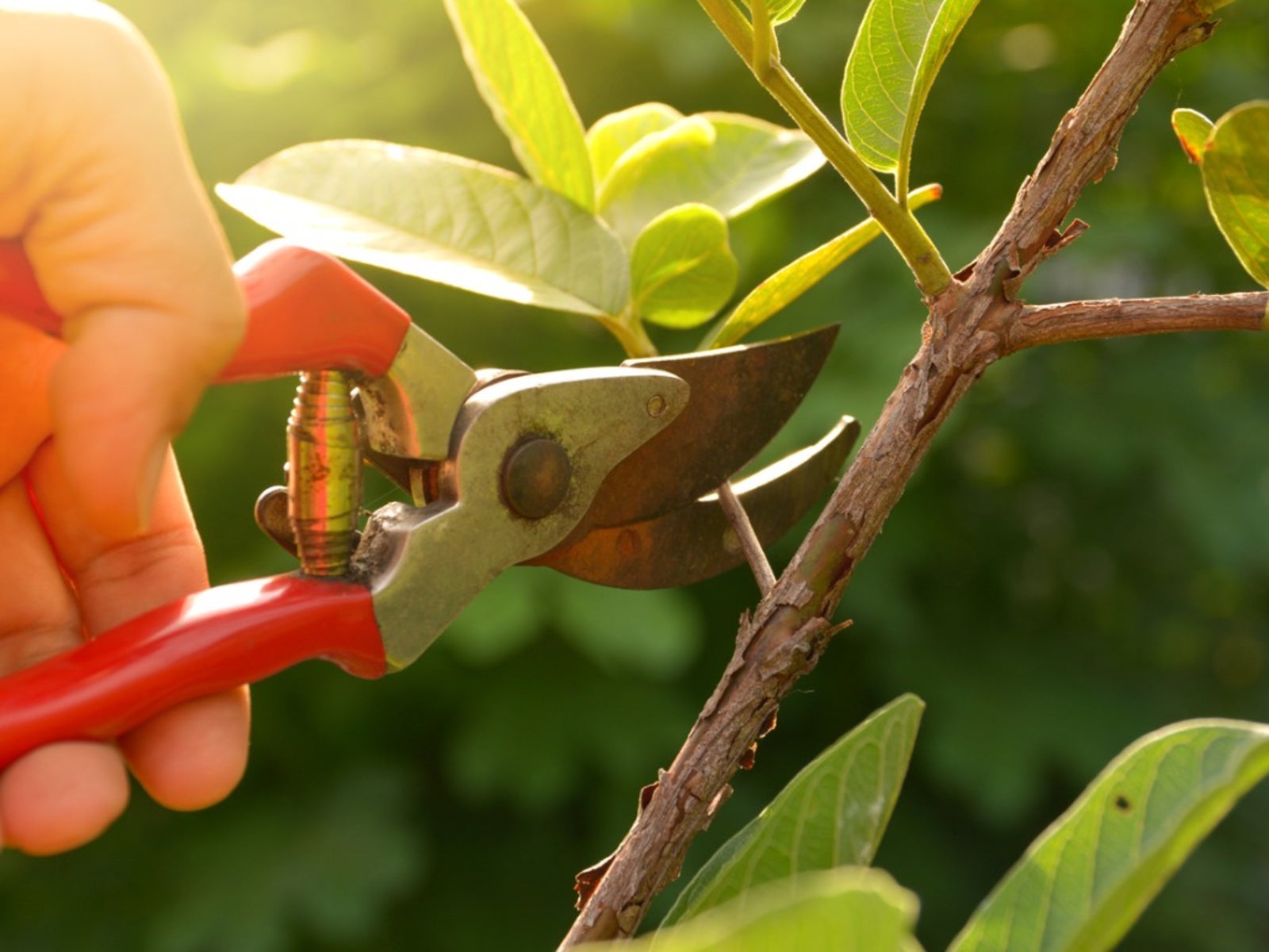 When To Trim Garden Plants Trees, Shrubs And Herbaceous Plant Pruning