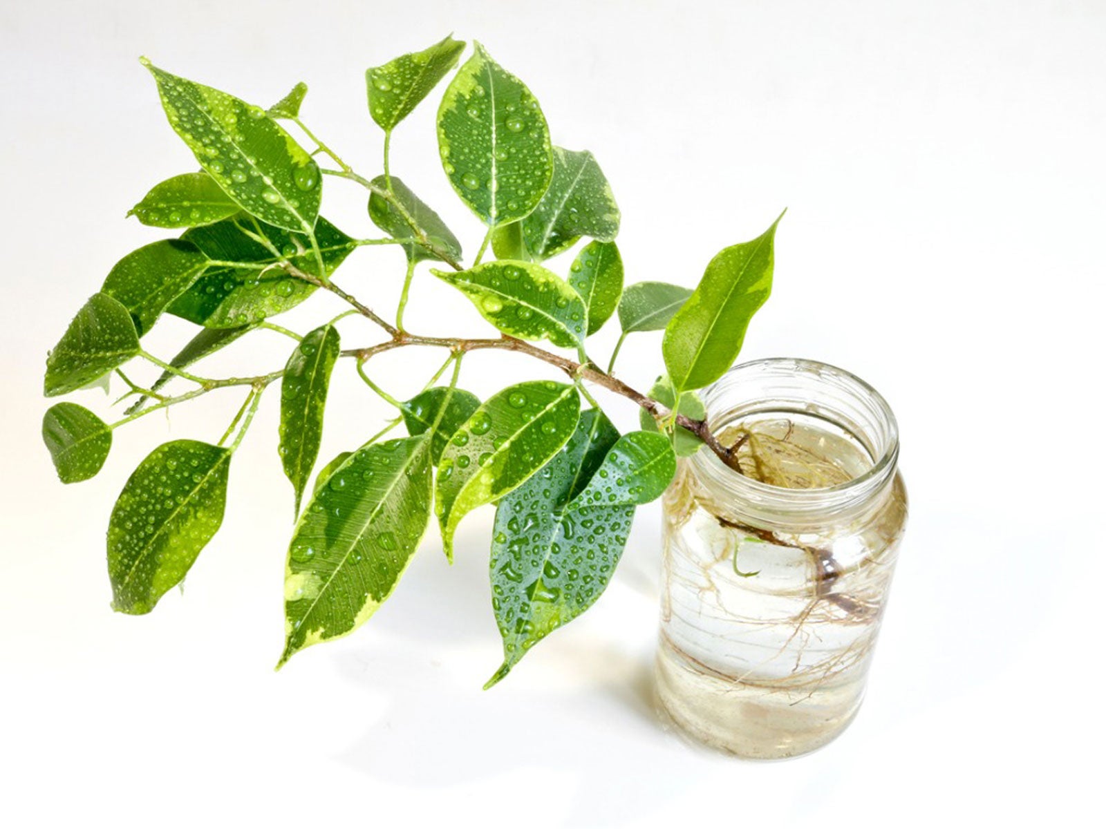 Planting Tree Branches How To Start Roots On Branch Cuttings