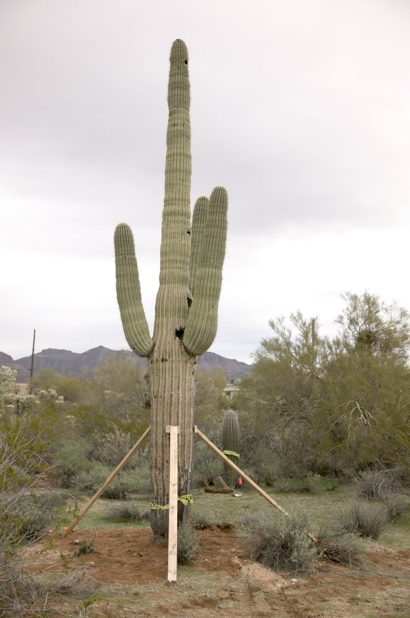 Transplanting A Cactus Tips On Moving Cacti In The Landscape