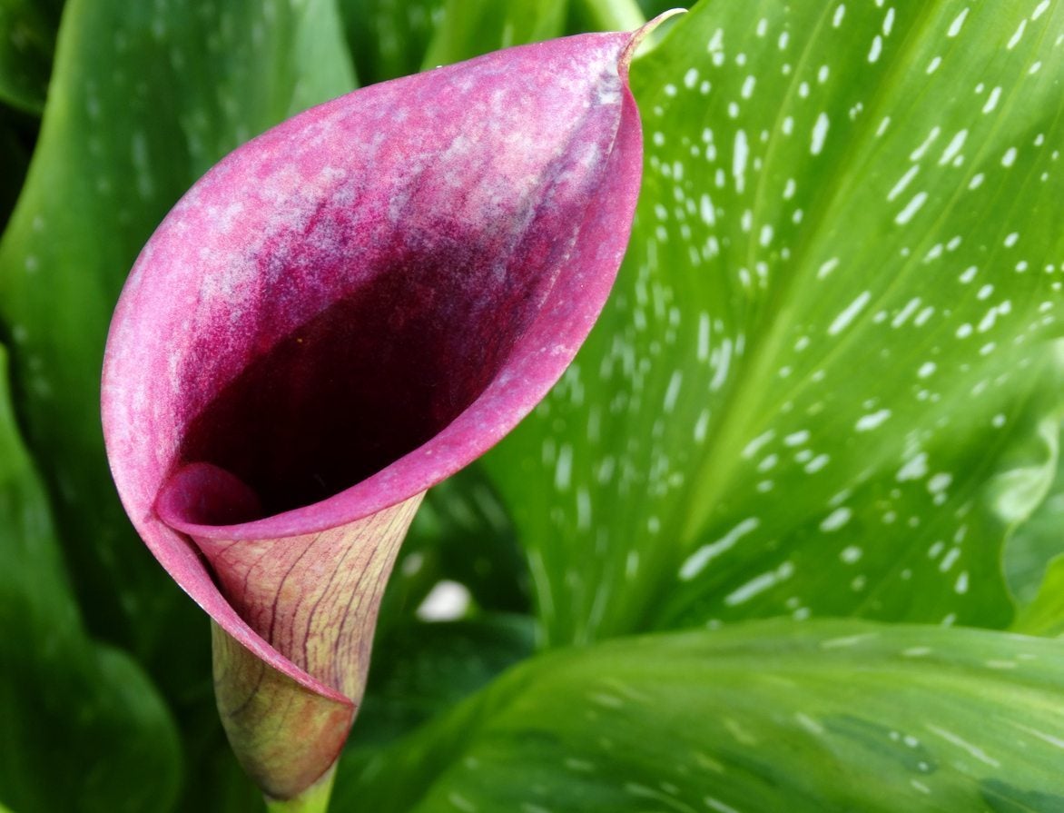 Calla Lily Grow In Shade at Jay Cardenas blog