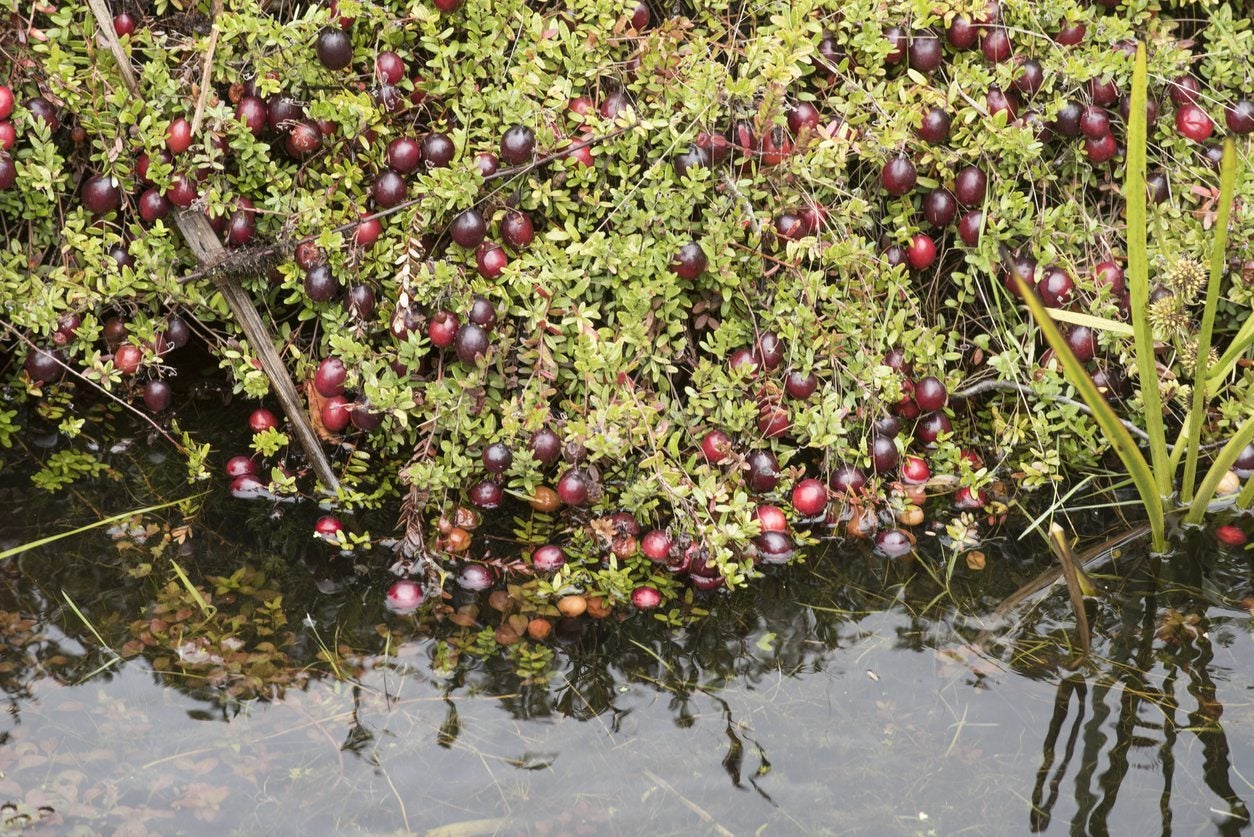 How Do Cranberries Grow Why Are Cranberries In Water In