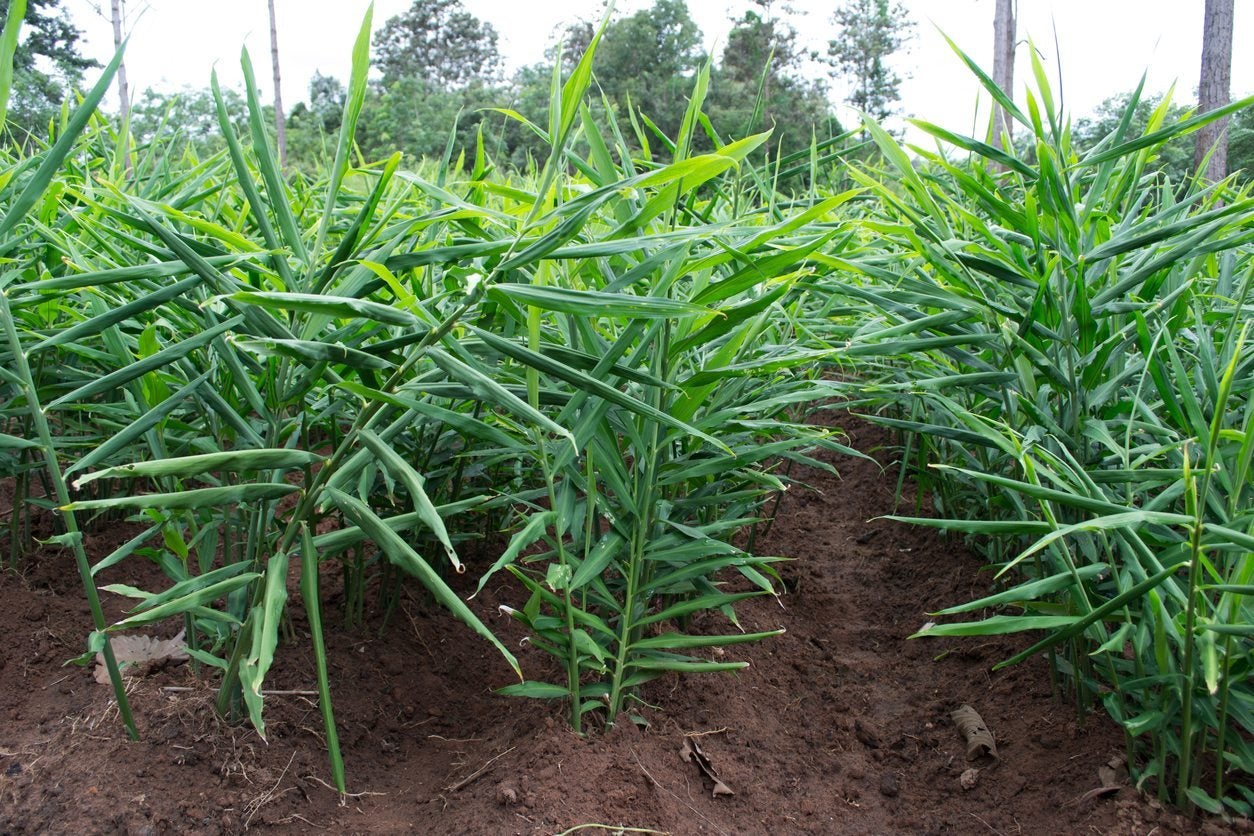 Outdoor Ginger Requirements Guide To Growing Ginger In The Garden