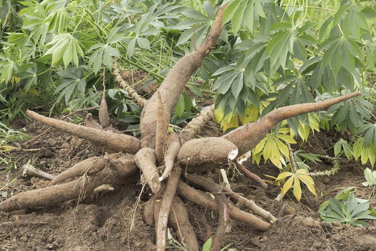 Harvesting Tapioca Roots Learn When To Harvest Tapioca Root In Gardens