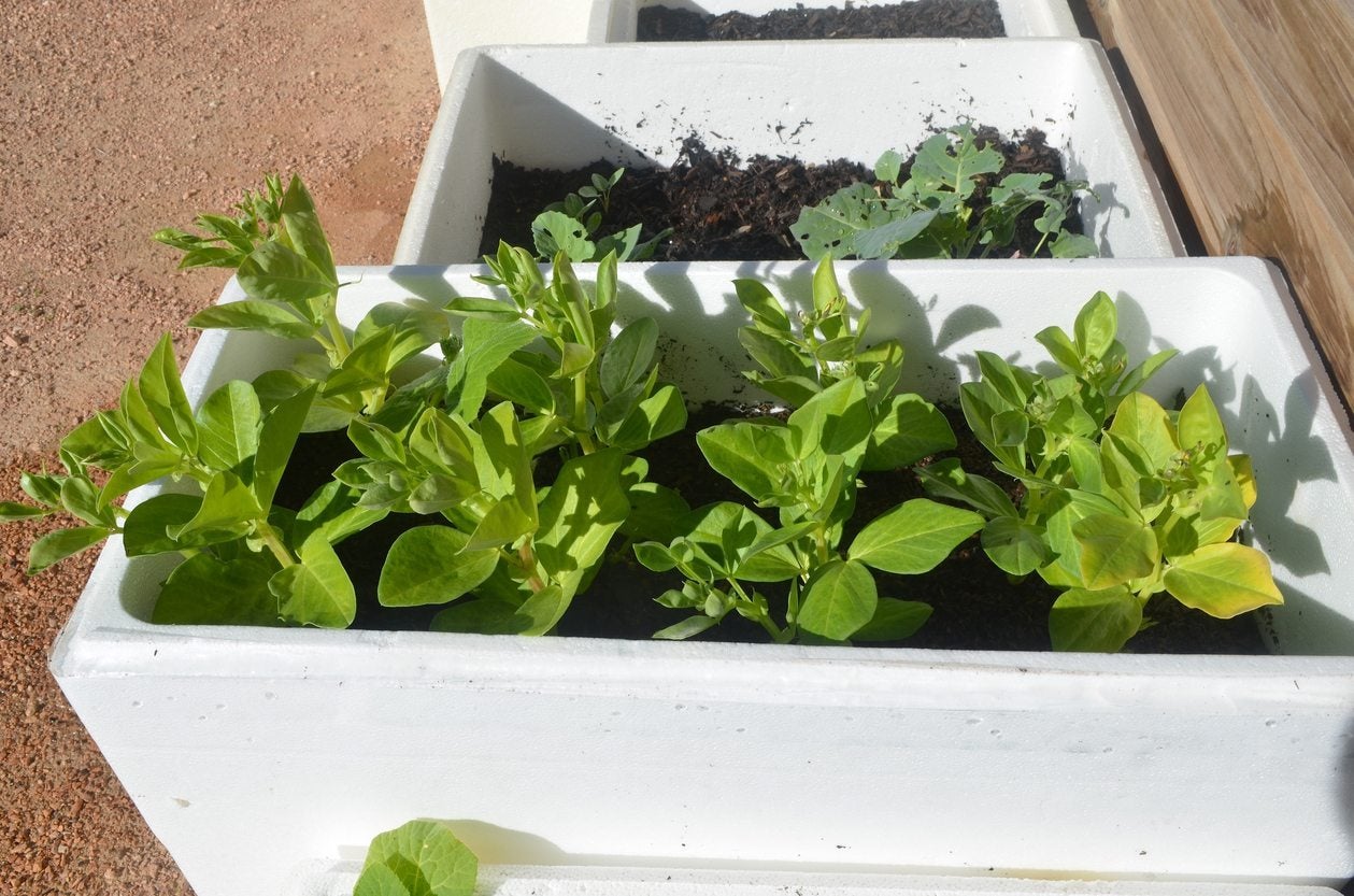 Can You Grow Plants In Foam Boxes Tips On Growing Plants In Foam Plant