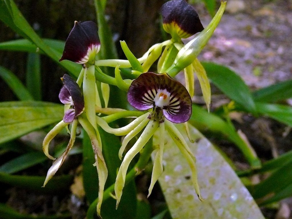 Cochleata Orchid Care Learn How To Grow Clamshell Orchids