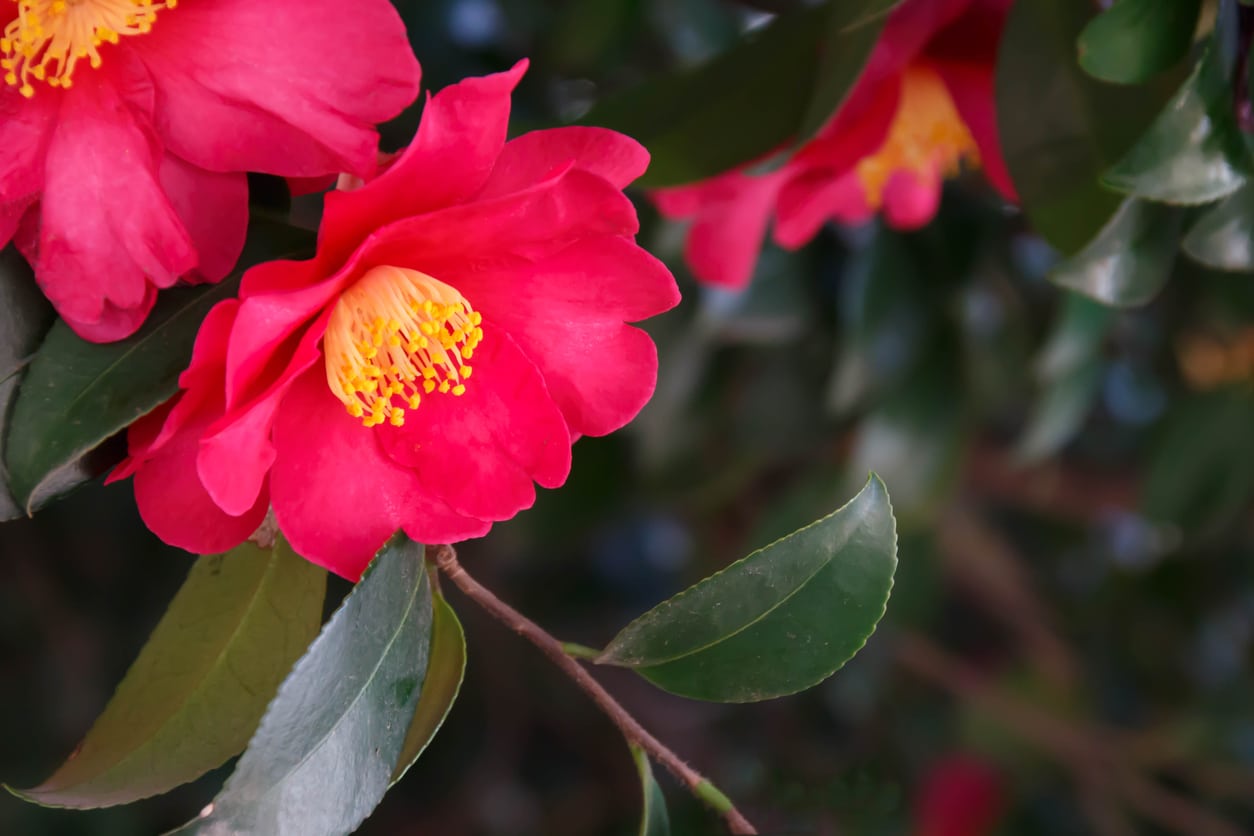 Reasons For Camellias Not Blooming Learn How To Make Camellias Bloom