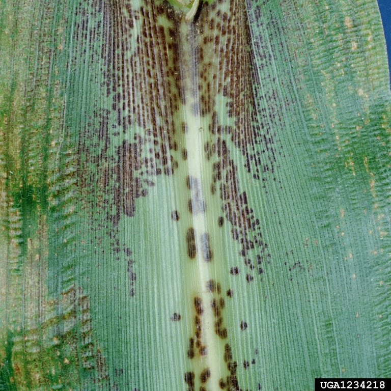 Brown Leaf Spot In Sweet Corn How To Control Brown Leaf Spot On Corn