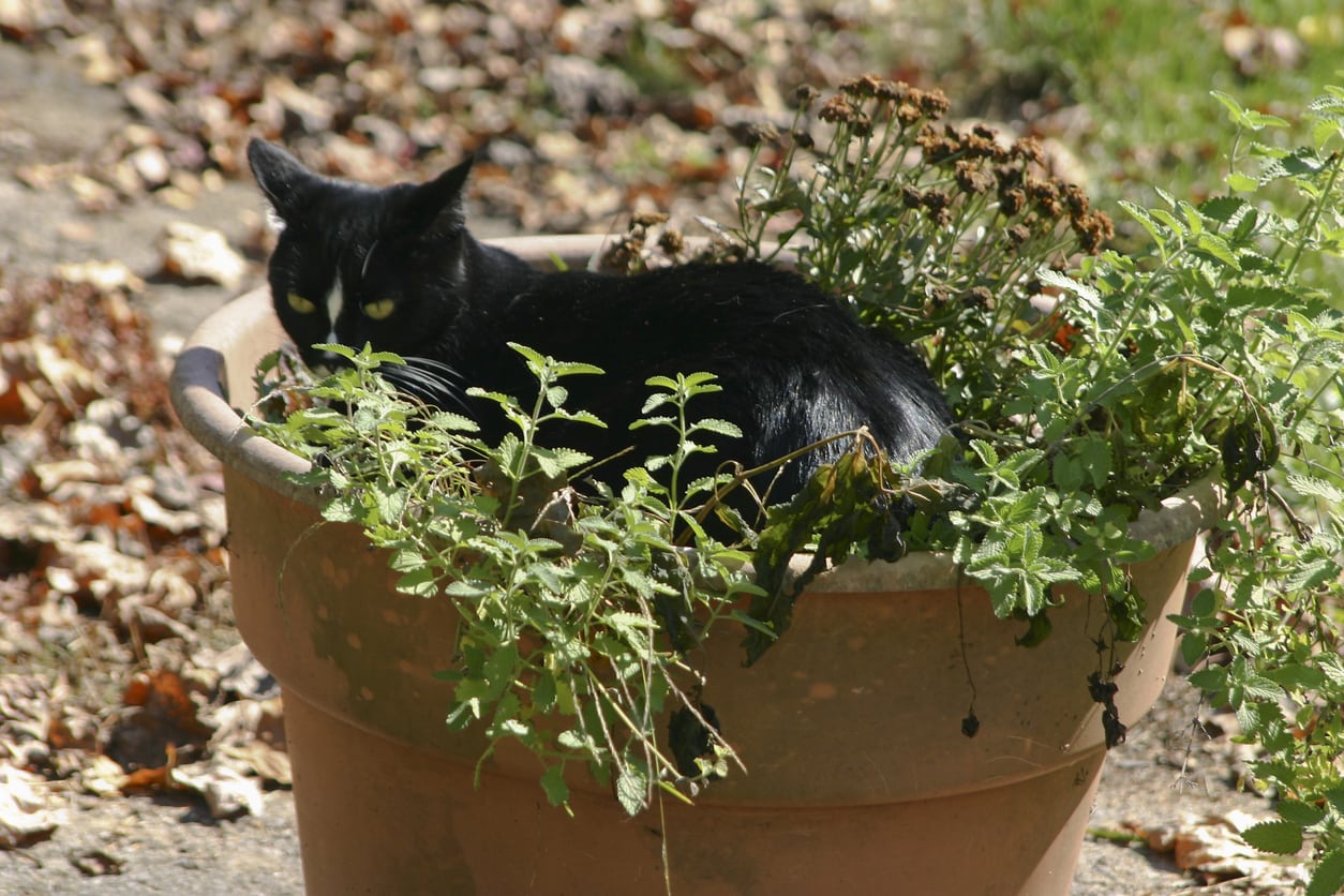 Potted Catnip Plants How To Care For Container Grown Catnip