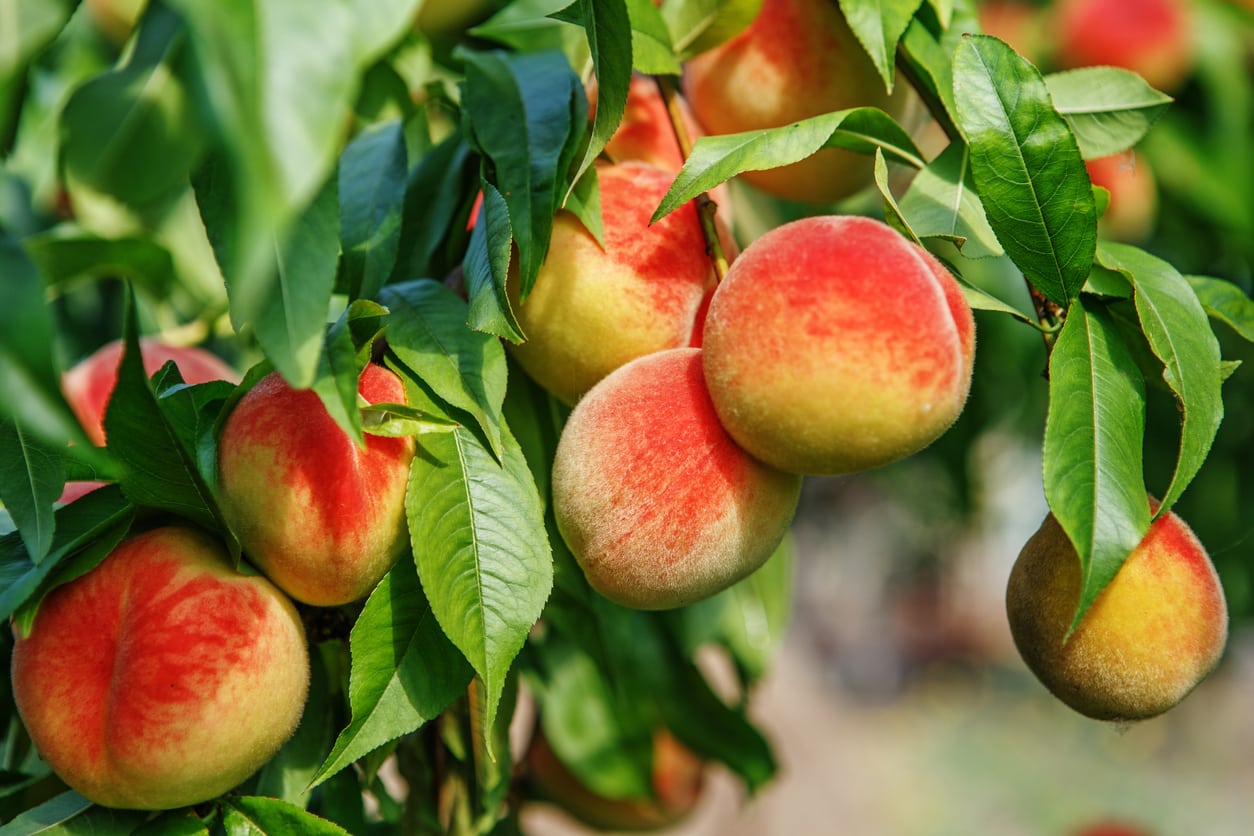 Dwarf Peach Tree Varieties Learn About Different Kinds Of Dwarf Peach