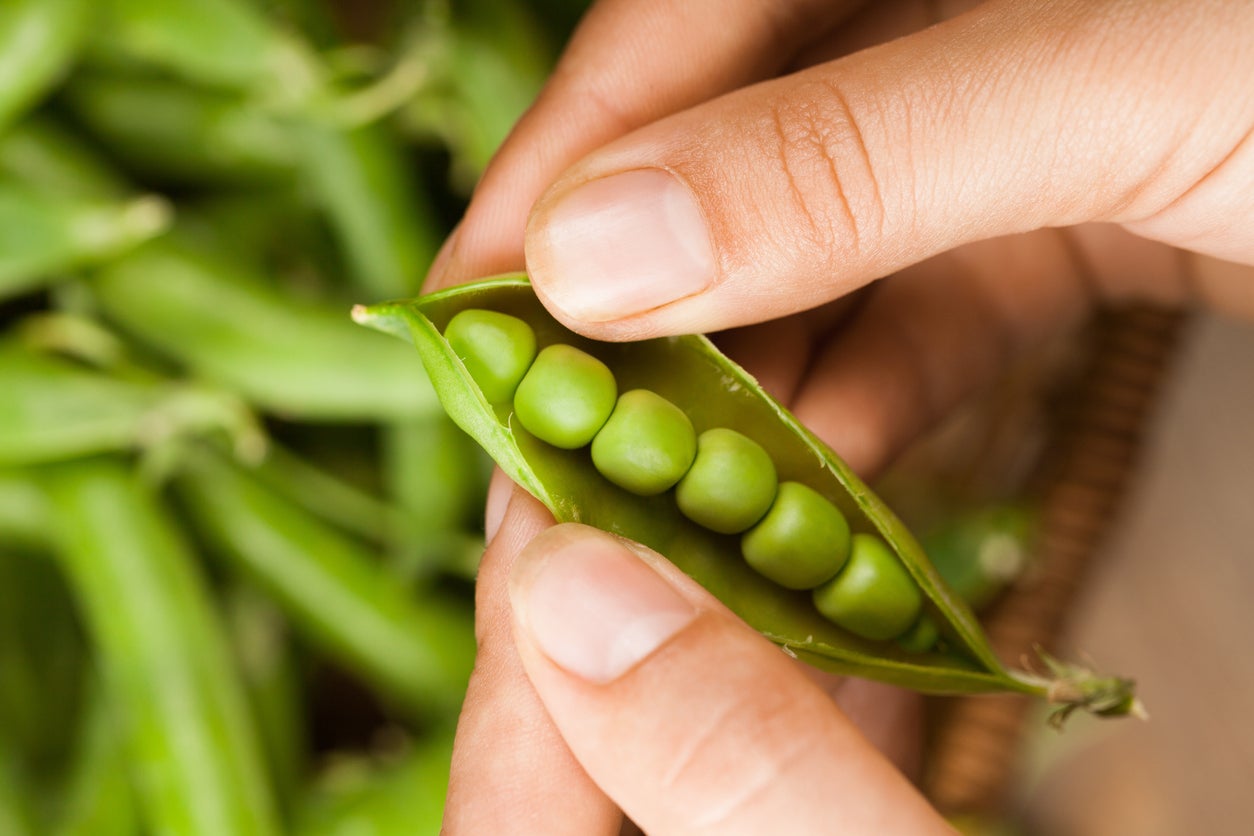 Pea 'Mr. Big' Info: Learn About Growing Mr. Big Peas In ...