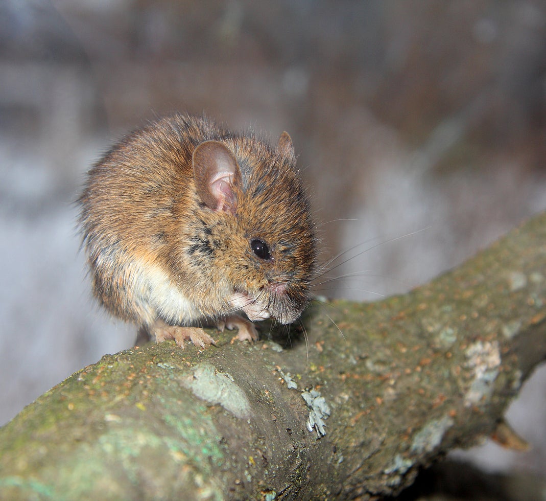 Bark Is Being Eaten By Mice How To Stop Mice Chewing On Trees
