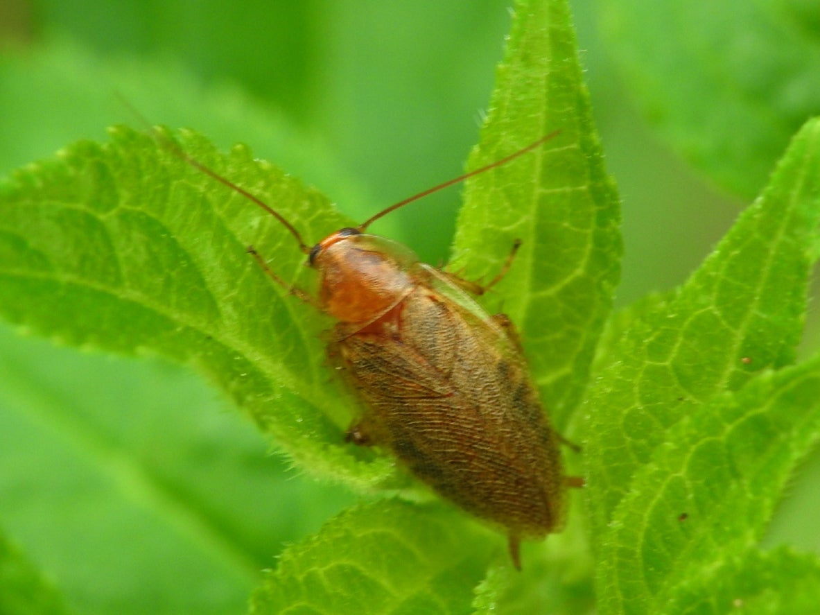 Controlling Garden Roaches How To Deal With Roaches In The Garden