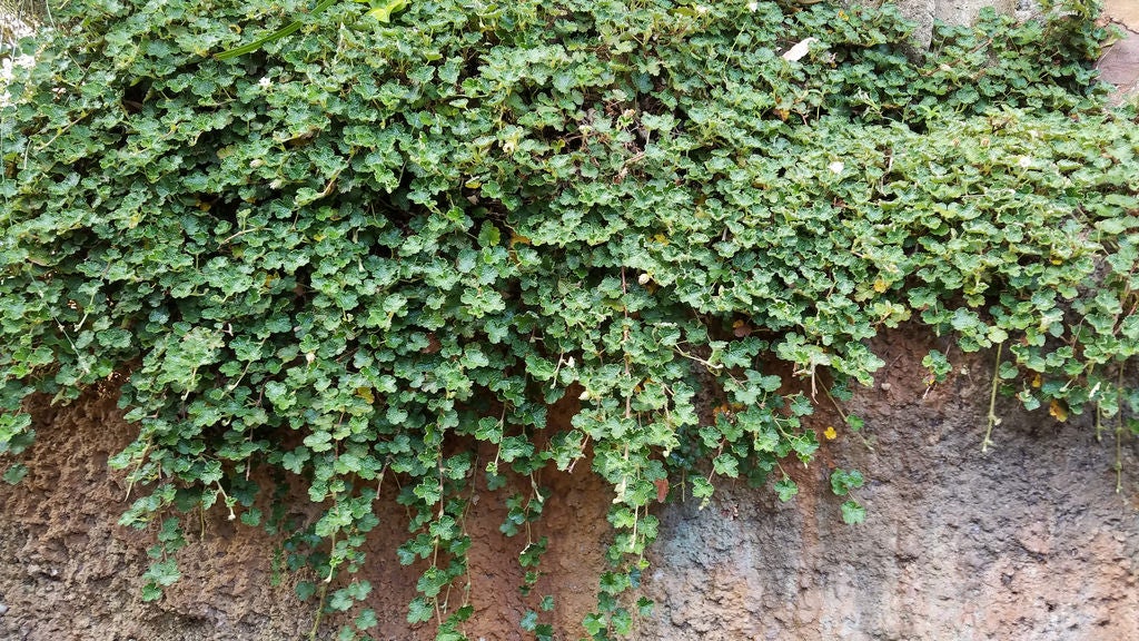 What Is CrinkleLeaf Creeper Growing Creeping Raspberry