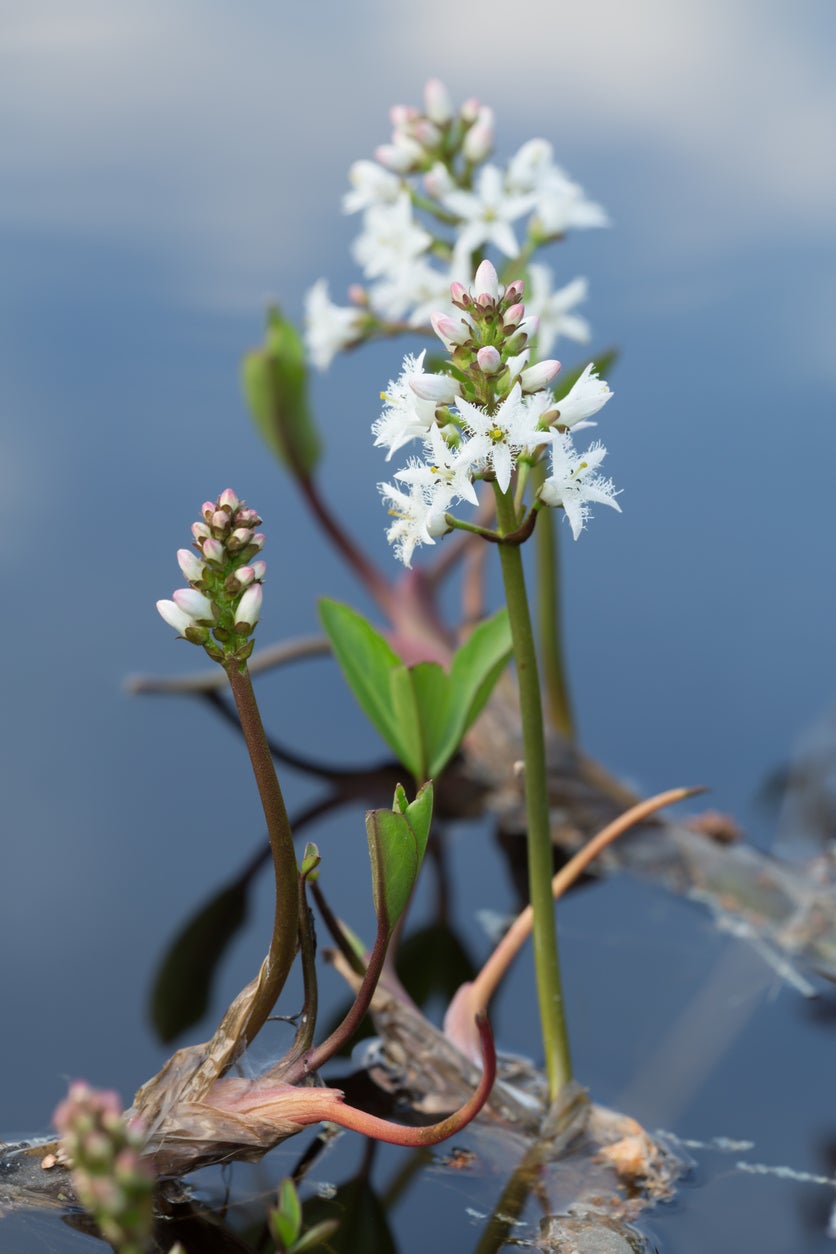Bogbean Care Guide Learn About Growing Bogbean Plants