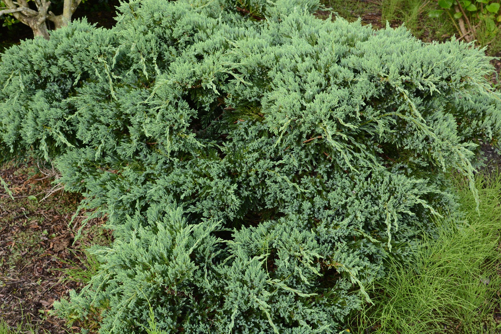 Japanese Garden Juniper Care Landscape Basics 2 Gallon Dwarf Japanese