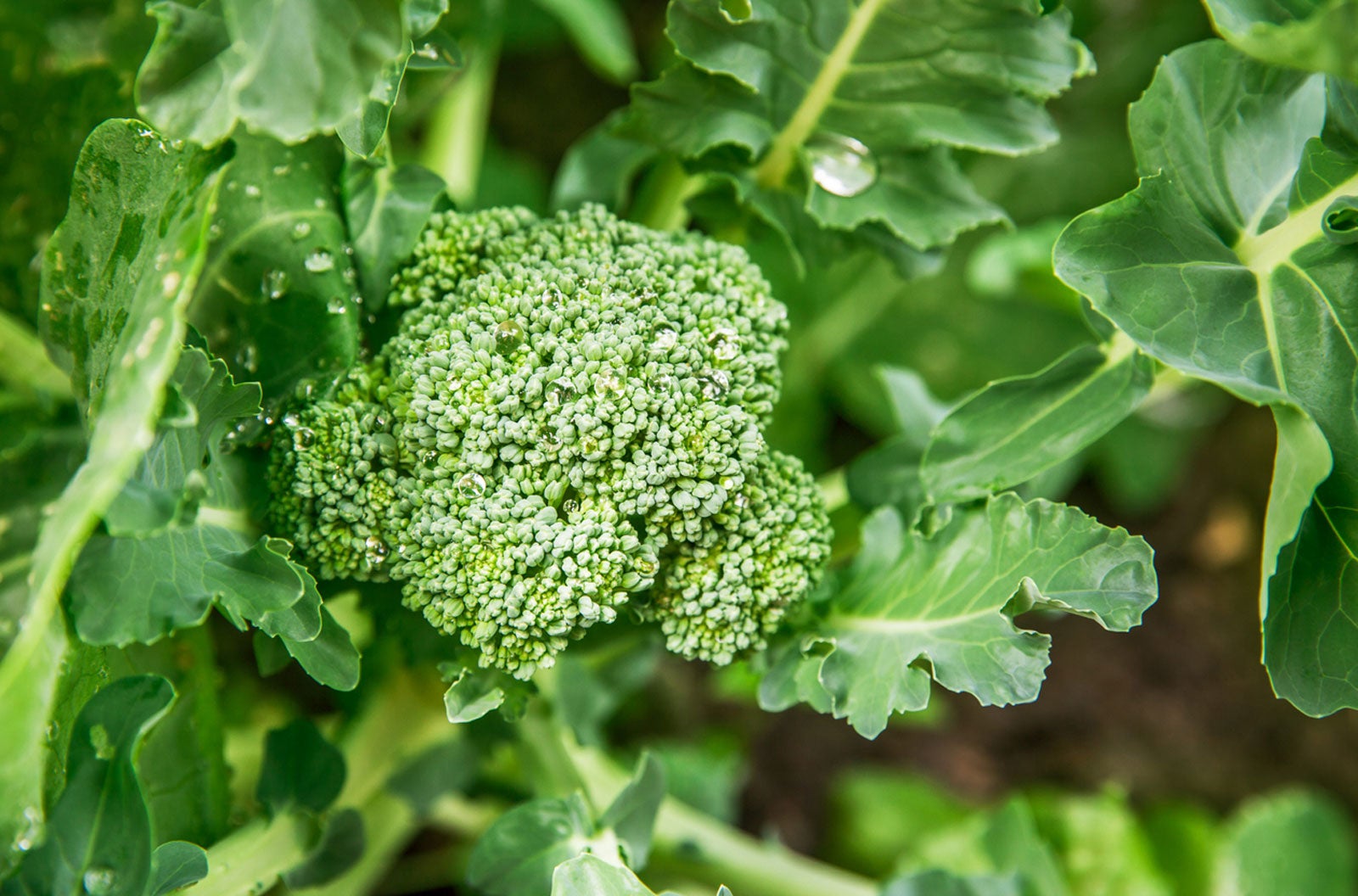 Popular Broccoli Cultivars Planting Different Kinds Of