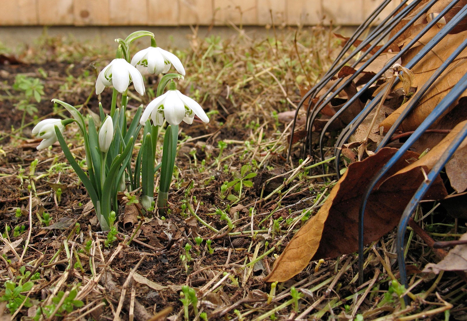 Spring Clean Your Garden Correctly When Should I Clean Up My Garden