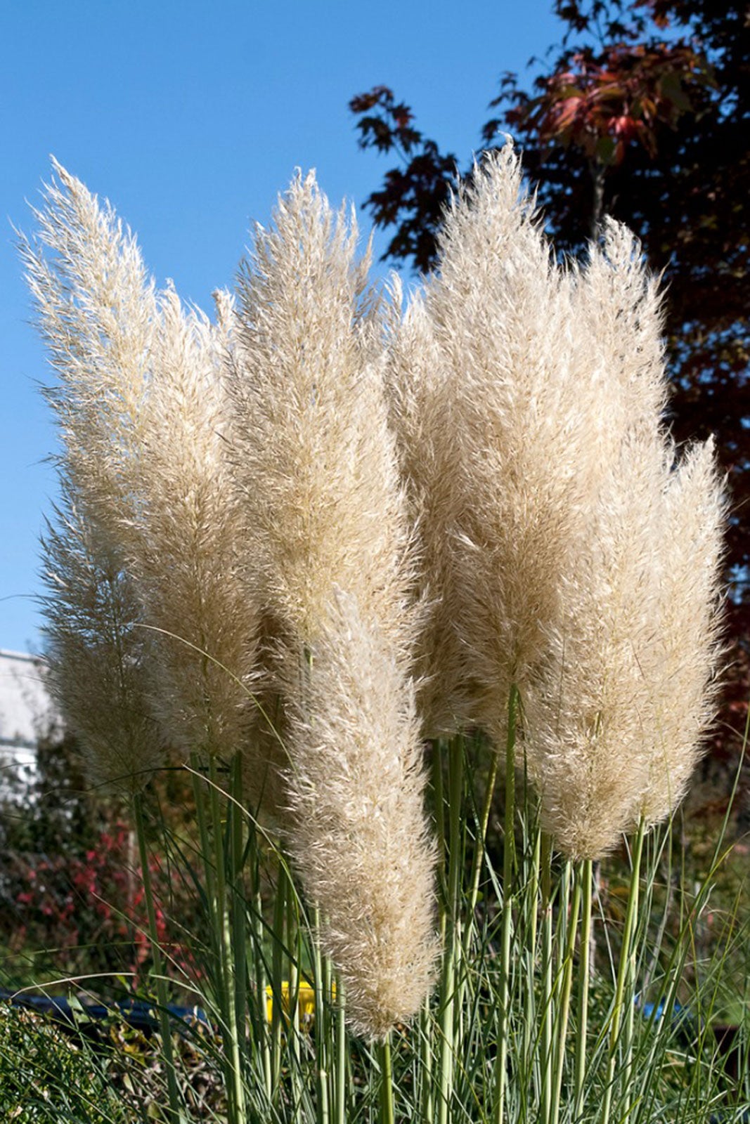 Container Gown Pampas Grass Can You Grow Pampas Grass In Pots