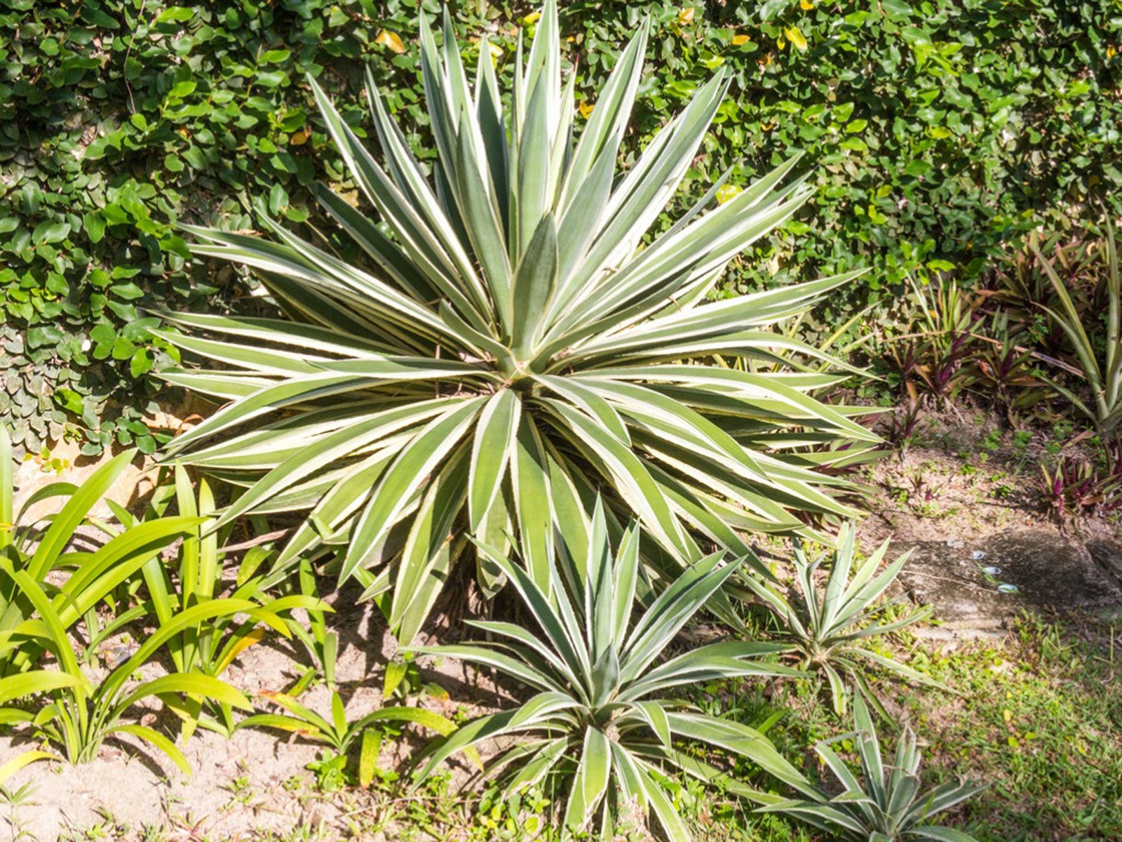 Separating Yucca Plants Learn How To Split A Yucca