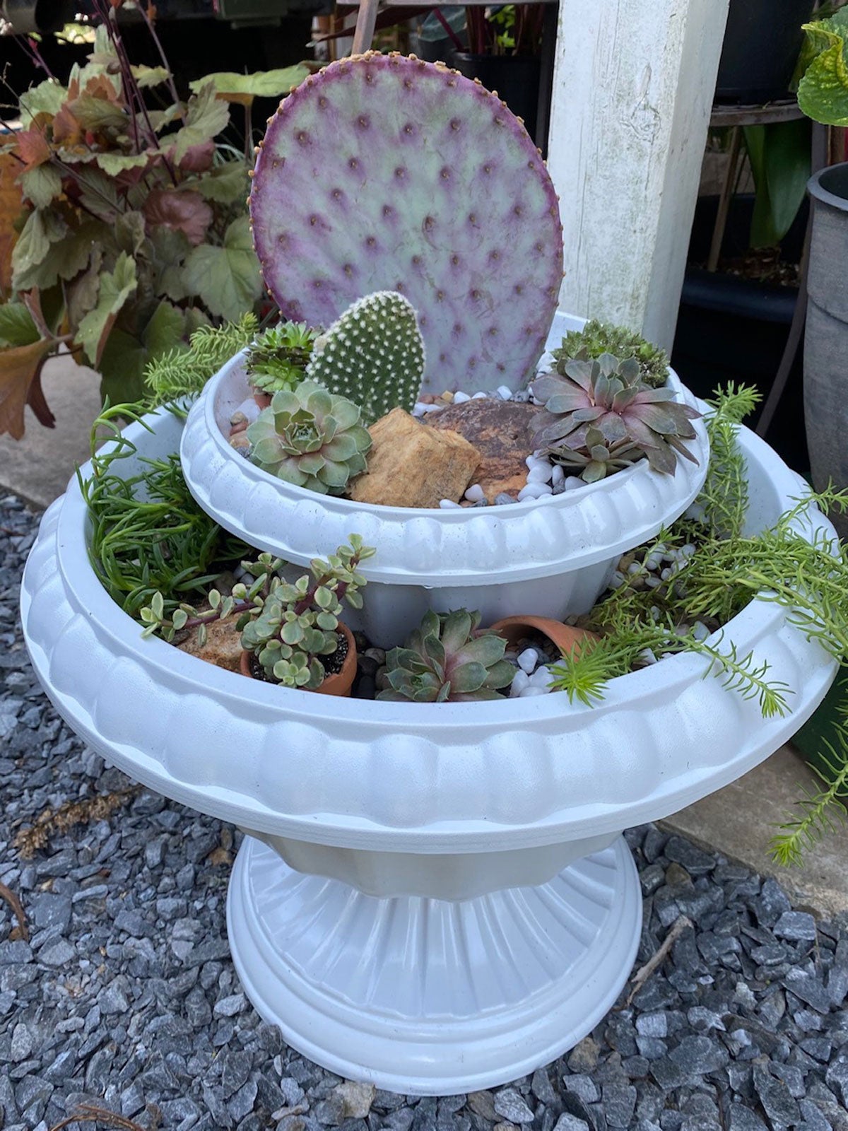 Potted Cactus Outside Creating A Cactus Garden In Containers