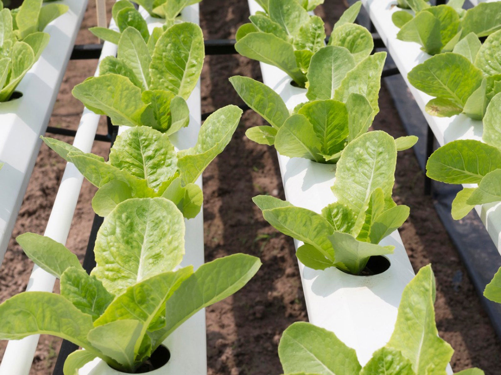 Indoor Hydroponic Spinach How Do You Grow Hydroponic Spinach
