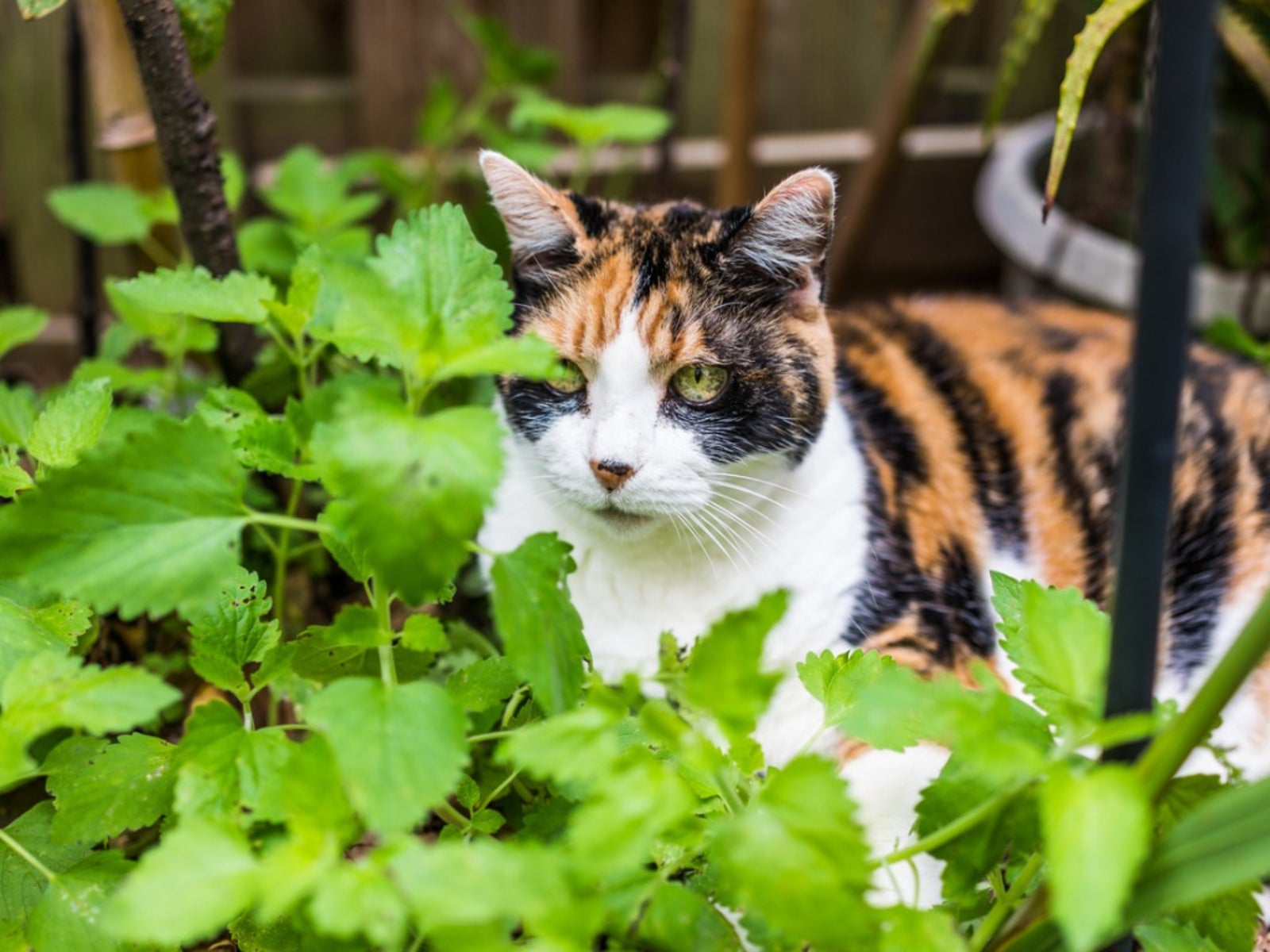 Growing Catnip Information On Catnip Plants In The Garden