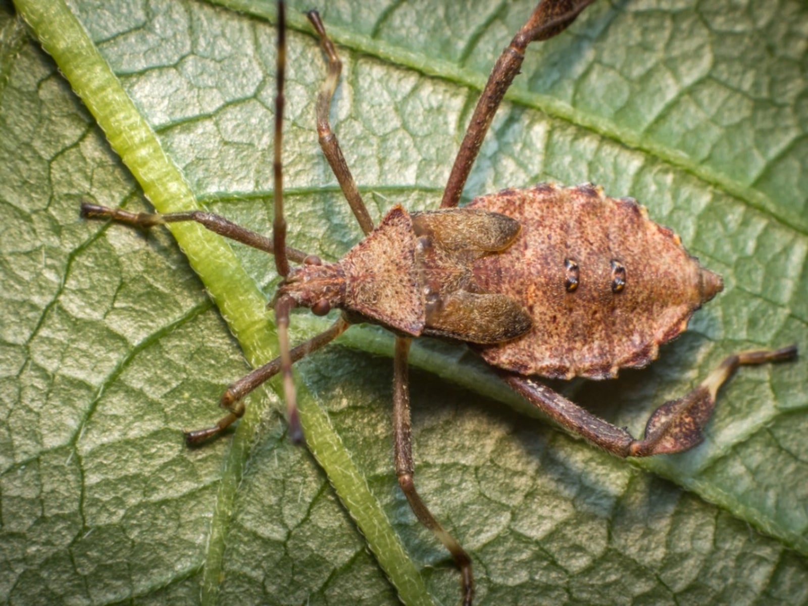 Squash Bug Control How To Kill Squash Bugs