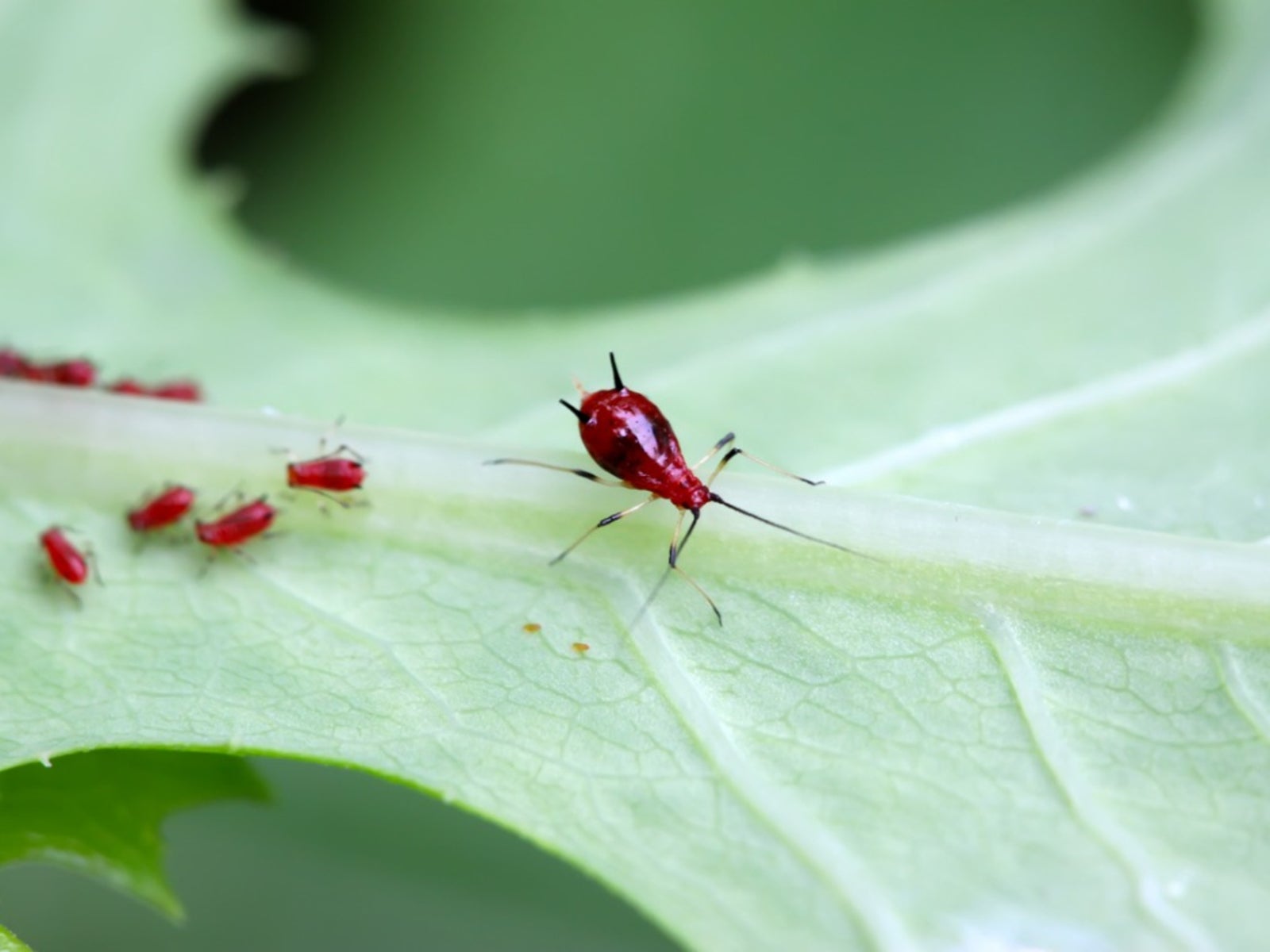 What Are Lettuce Aphids Learn About Lettuce Aphid Control