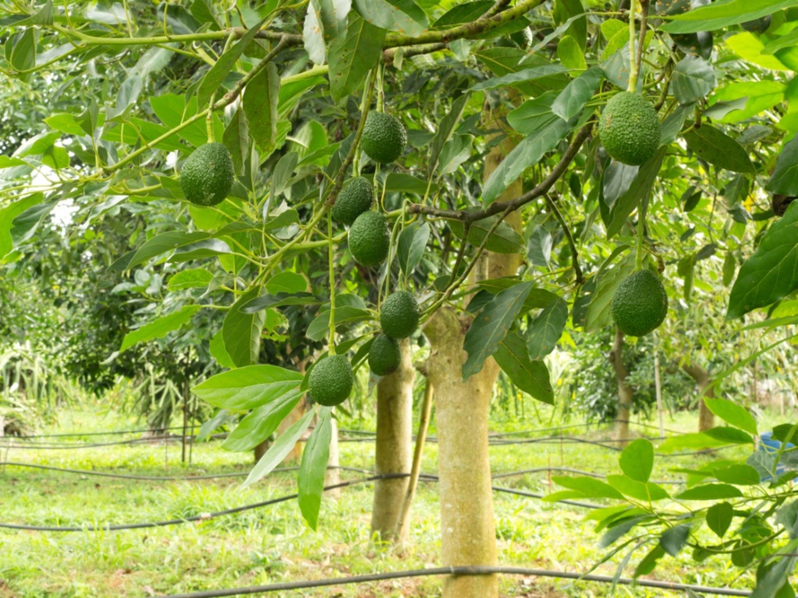 Tips & Information about Avocados Gardening Know How