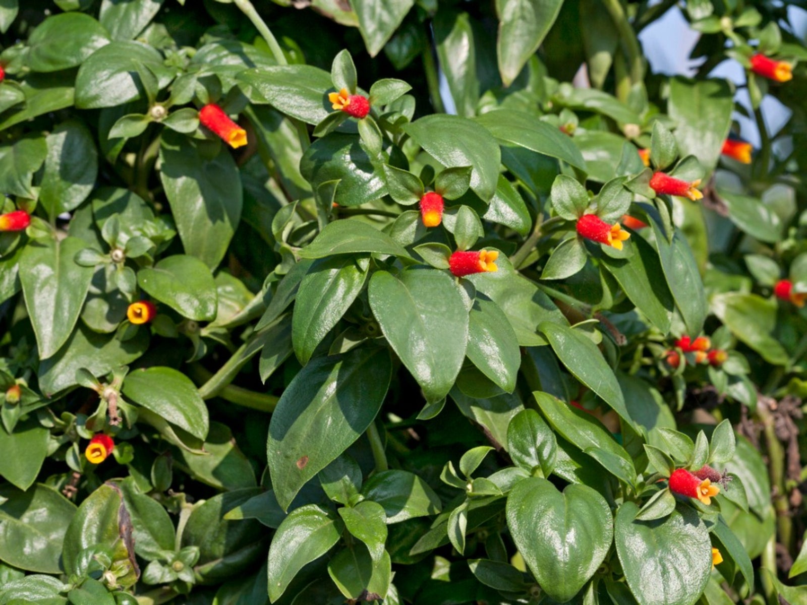 Vine Care How To Grow A Candy Corn Vine