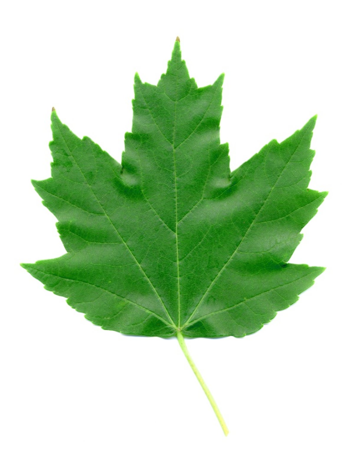 What Is A Freeman Maple How To Grow A Freeman Maple Tree
