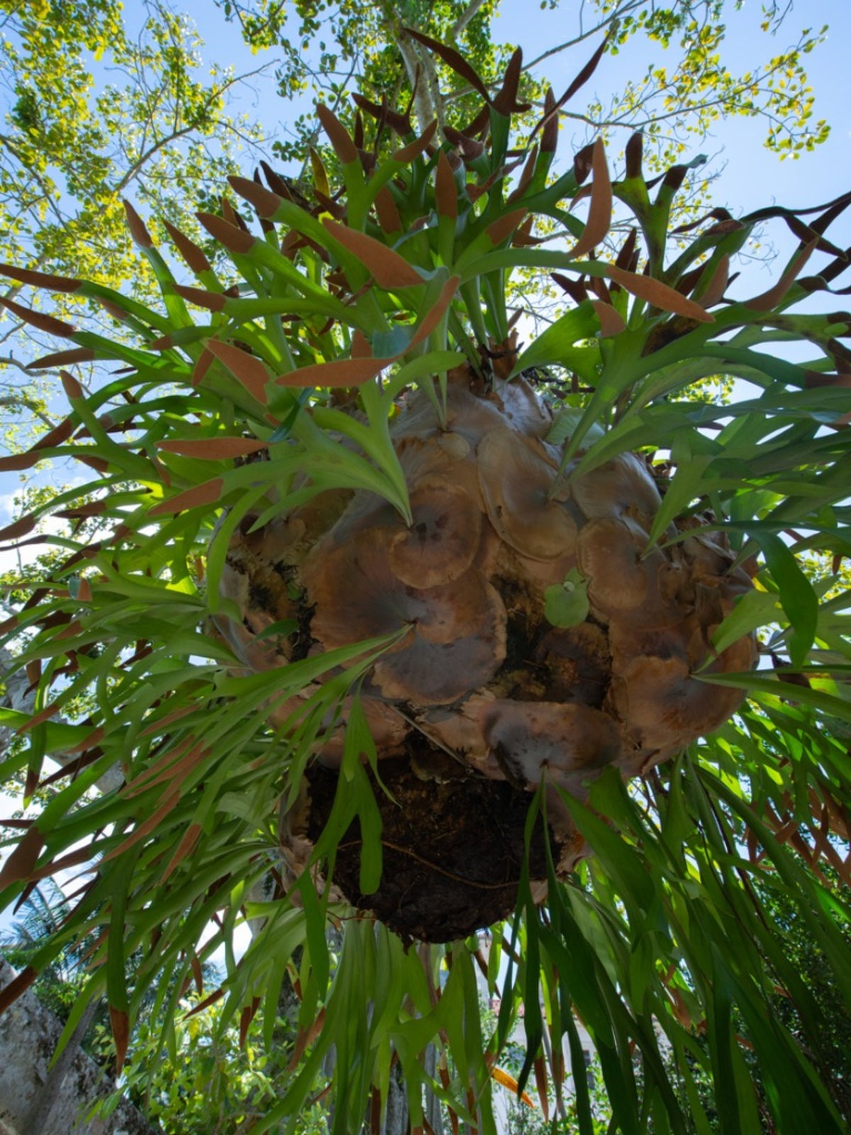 Staghorn Fern Water Requirements How And When To Water A Staghorn Fern