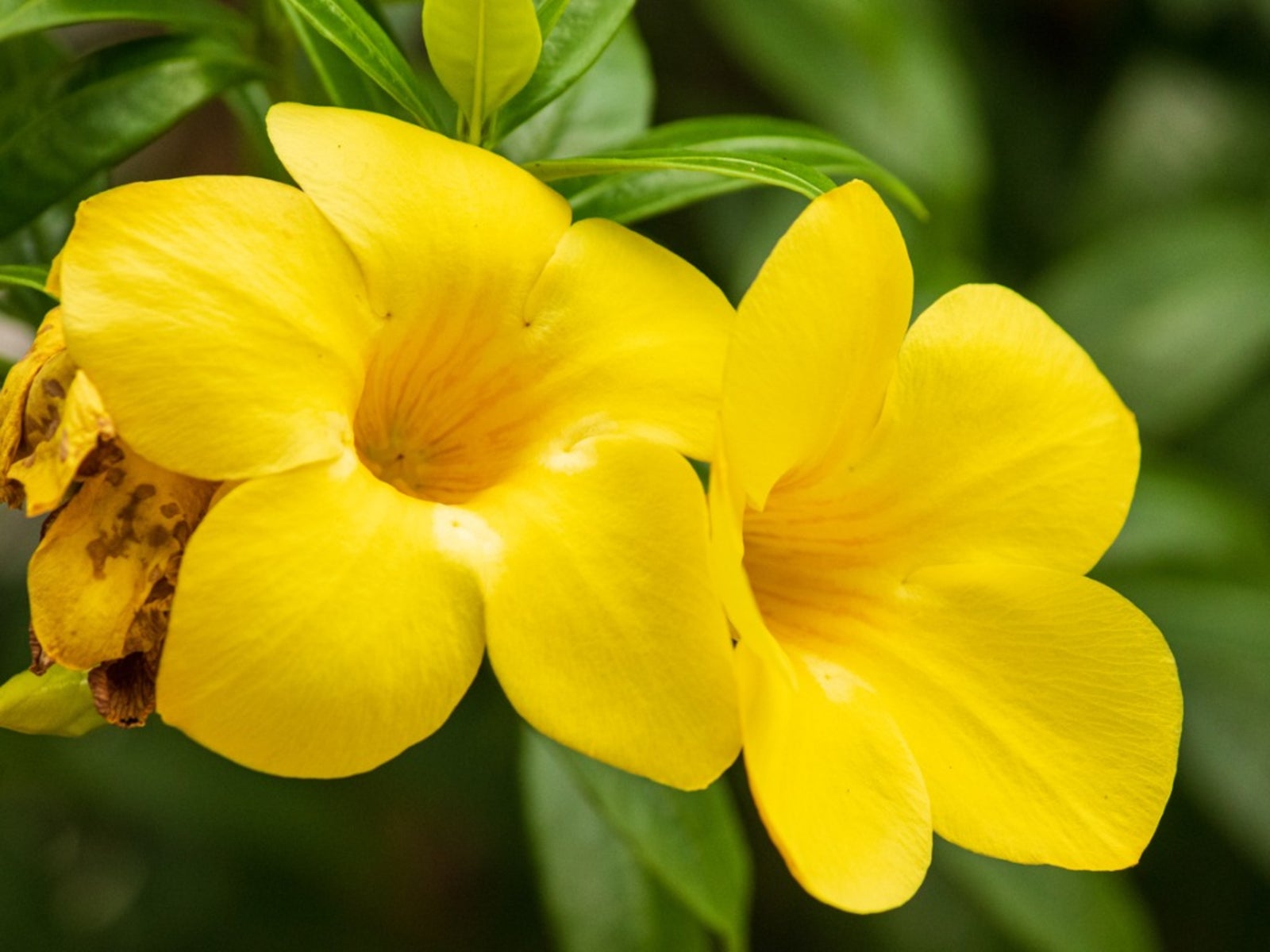 Allamanda Plant Care How To Grow Golden Trumpet Houseplants