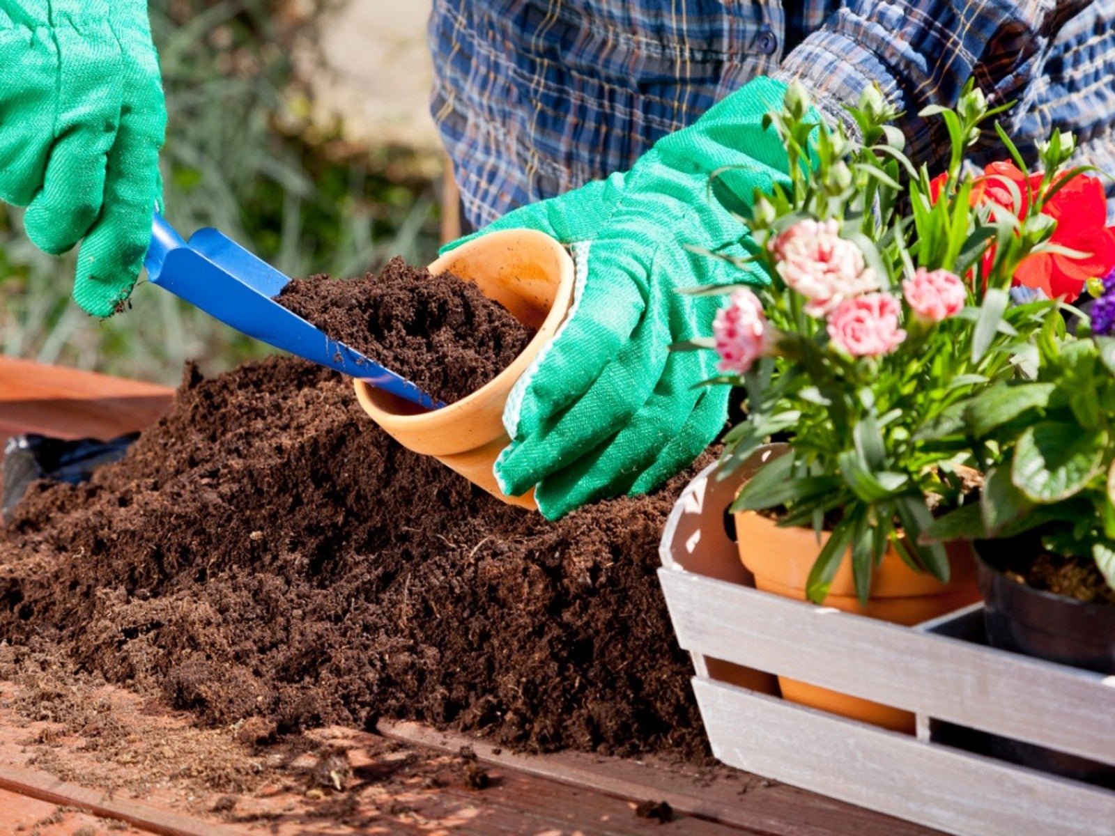 Can You Use Garden Soil For Containers Is Garden Soil In Pots Safe