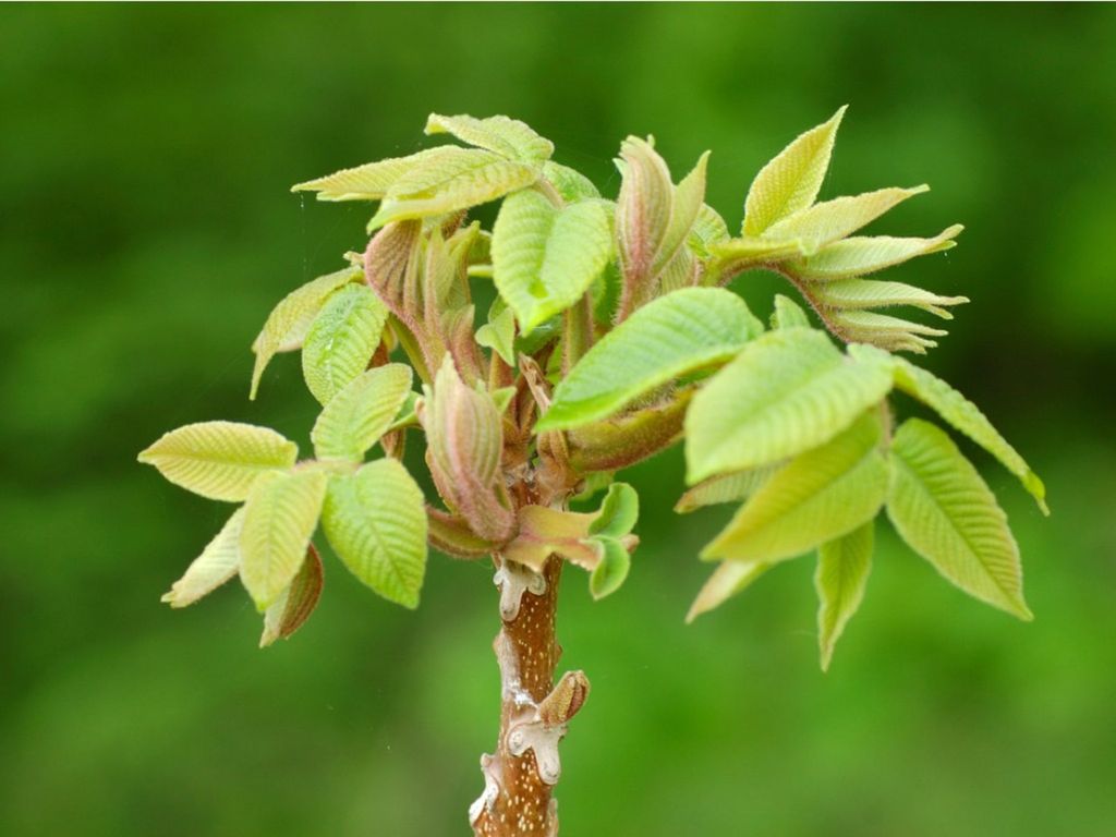 What Are Heartnuts Tips On Growing Heartnuts In The Landscape
