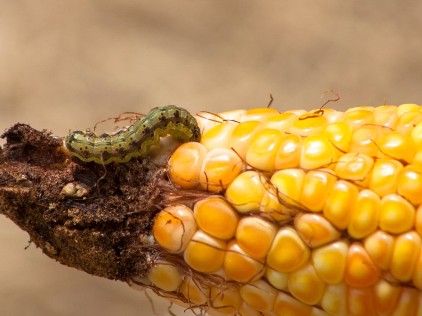 Earworm Control In Corn How To Get Rid Of Earworms