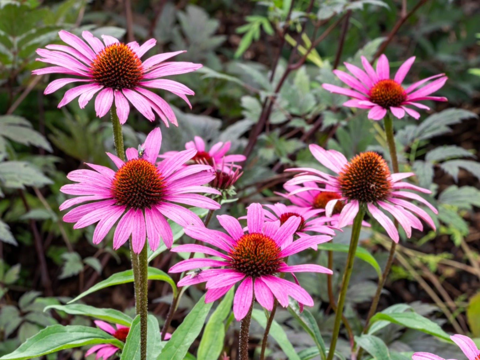 Best Plants For Clay Soil And Full Sun Full Sun Clay Soil Plants