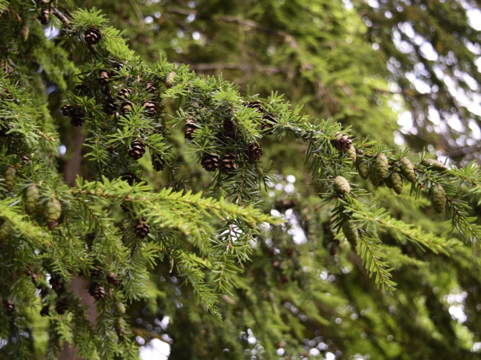 Hemlock Pruning Tips For Trimming Hemlock Trees